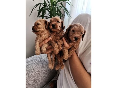 Üst kalite 0 numara maltipoo yavrularımız