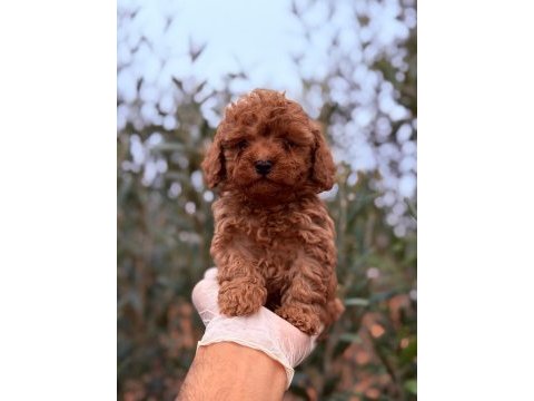 Kore poodle erkek tatlış mı tatlış