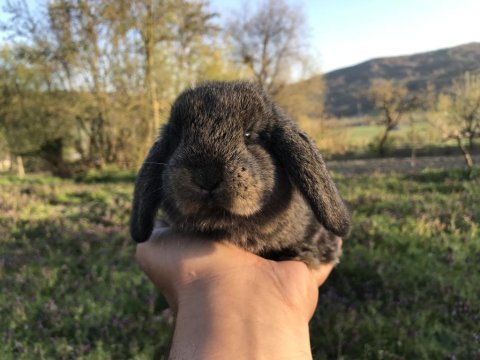 Mini lop tavşanı bebeklerimiz
