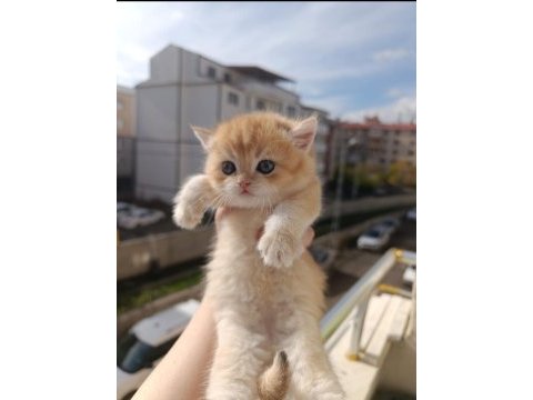 Çok güzel tertemiz golden dişi kedimiz