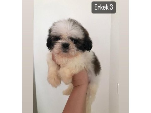 Mini boy shih tzu yavrular açık renk