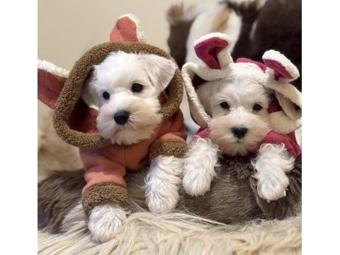 Fcı pedigreeli miniature schnauzer yavruları