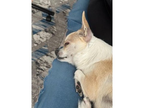 Sağlıklı ve eğitimli chihuahua yeni aile aranıyor