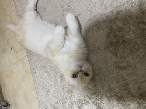 2.5 yaşında çok sakin kısır ve çipli british shorthair