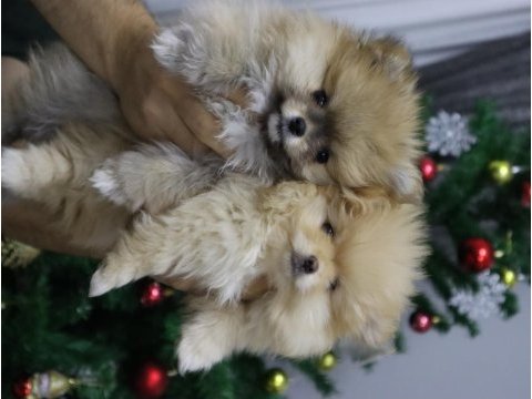 1 yaşında dişi pomeranian 2 kg