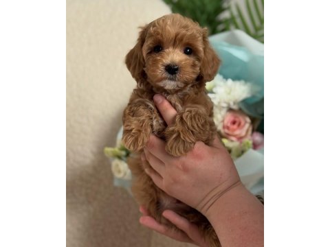 Mini boy maltipoo yavrularımız ped eğitimli