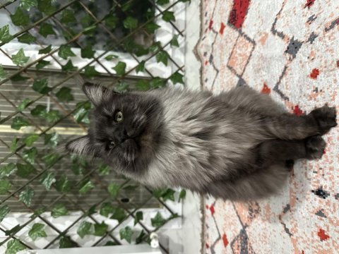 Full şecereli black smoke dişi maine coon kedimiz