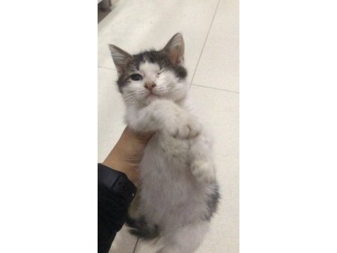Tek gözüyle mutlu yuvasını arıyor tekir