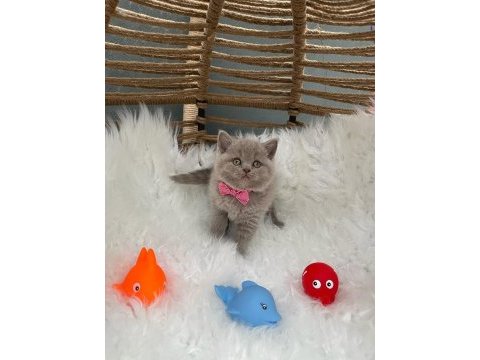 British shorthair lilak