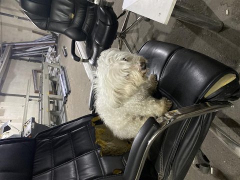 Maltese terrier sakin uslu eğitimli