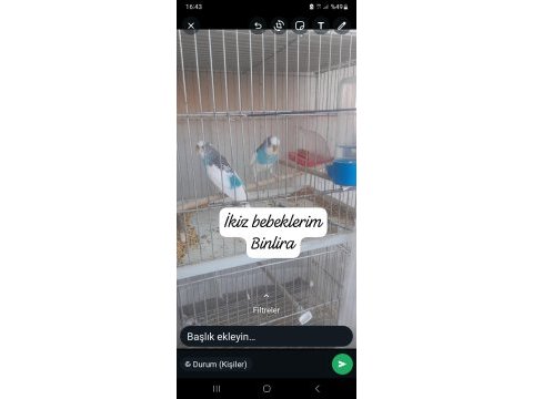 Muhabbet kuşu muhteşem renkte çift