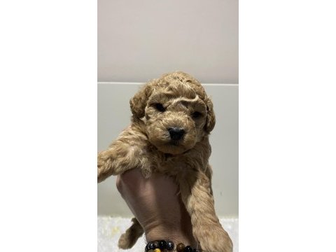Tarçın renk ırk garantili dişi erkek poodle yavrular
