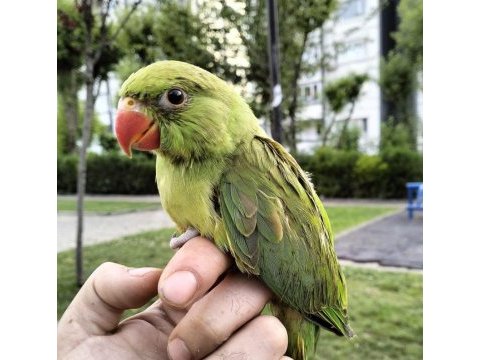 El besleme pakistan papağanı 81 ile gönderim var
