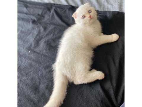 Scottish fold 3 aylık tüm aşıları tamdır