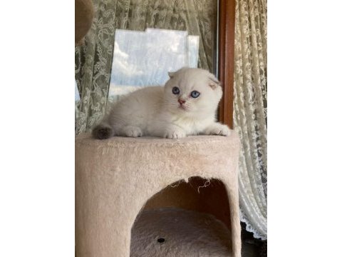 British shorthair yavrular