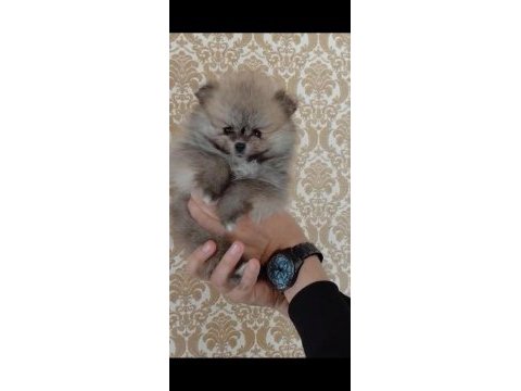 Show kalite pomeranian boo