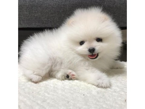 Kar beyazı pomeranian bebeklerimiz