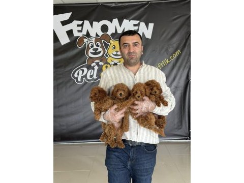Maltese yavrular toy poodle yavrular wc eğitimli ank 