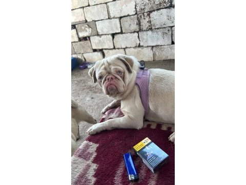 Egzotik dişi erkek pug