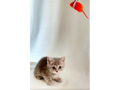 Sessiz ve tatlı sevgi dolu gri british shorthair