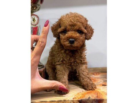 Red erkek toy poodle