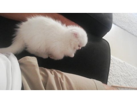 Oyun canavarı scottish fold