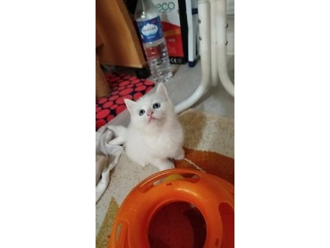 British shorthair magnum prensibi kim ister
