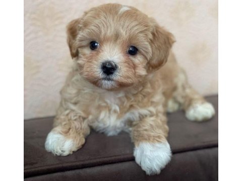 Maltipoo yavruları mevcut