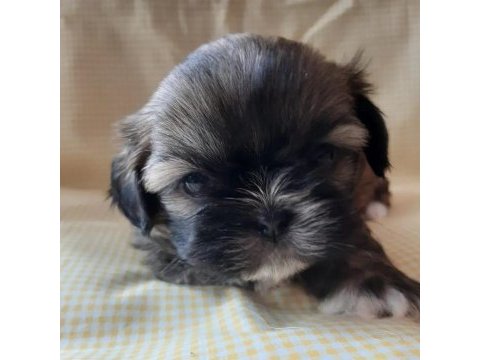 Anne ile baba safkan shih tzu yavru