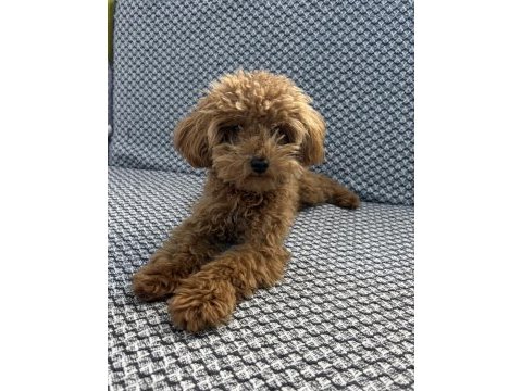 Tea cup ponçik poodle