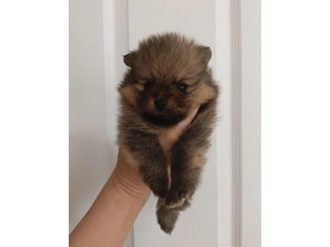 Pomeranian teddy bears