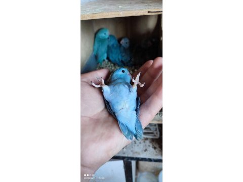1.5 aylık forpus papağanları