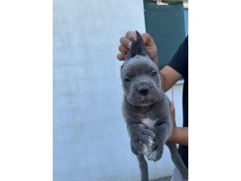Safkan blue mavi göz cane corsolar