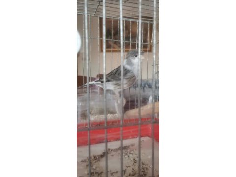 Tepeli siyah beyaz erkek harleguin kanarya