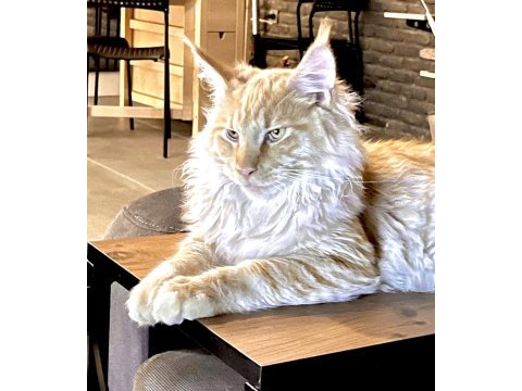 11 aylık sağlıklı erkek maine coon