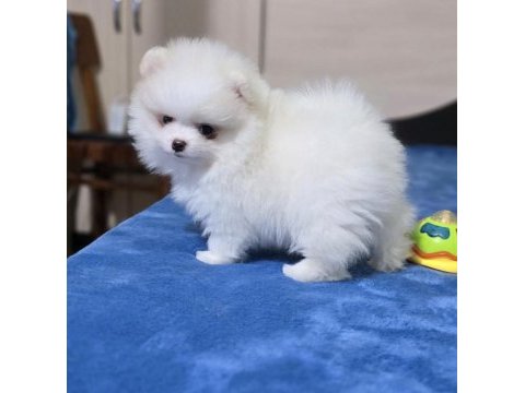 Yurtdışı pasaportlu pomeranian yavrular