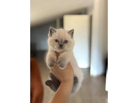 Brıtısh shorthair blue point yavrularım 