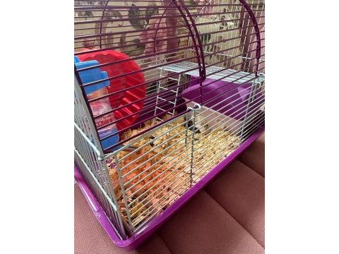 11 bebek ve anne baba hamster