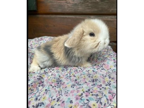 Hollanda lop tavşanı