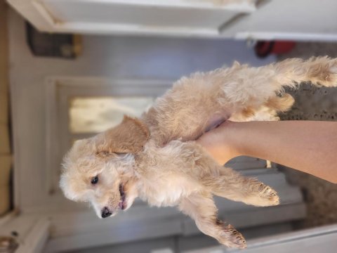 Maltipoo bebekler