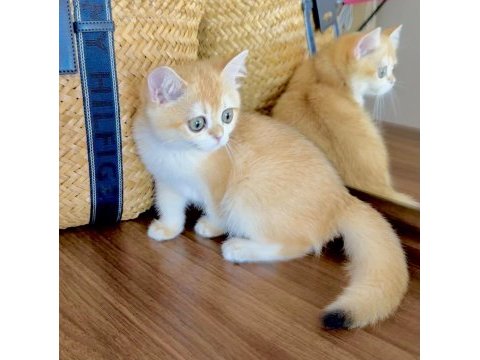 Safkan british shorthair golden dişi yavru