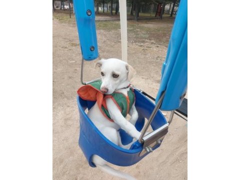 Jack russell 9 aylık neşeli çocuk dostu oyuncu