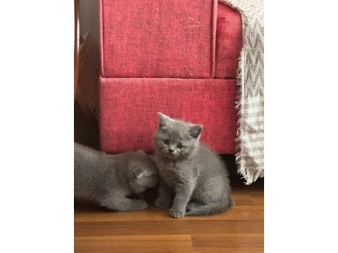 Mükemmel british shorthair yavrular son adetler