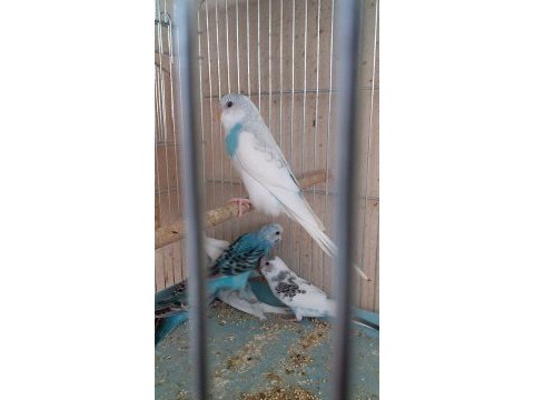 Dişi ve erkek yavru, anaç veya çift muhabbet kuşları