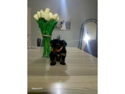 Teacup yorkshire terrier
