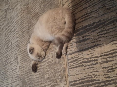 Scottish fold