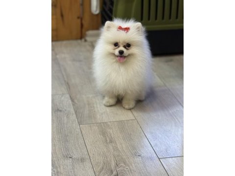 Beyaz küçük kalan pomeryan boo