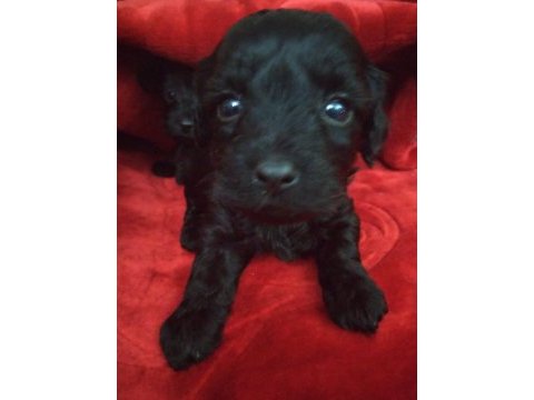 Siyah inci morkie ler