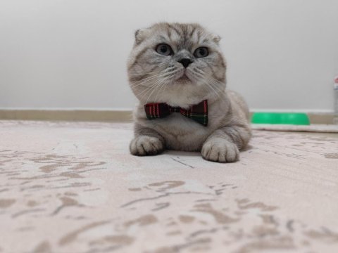 Ayı surat 14 aylık scottish fold