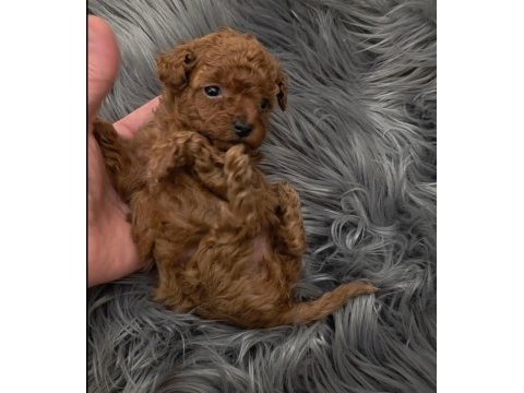 Toy poodle aşılı yavrularımız 